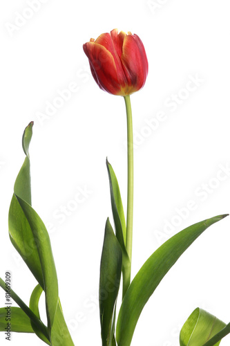 red tulip on white background