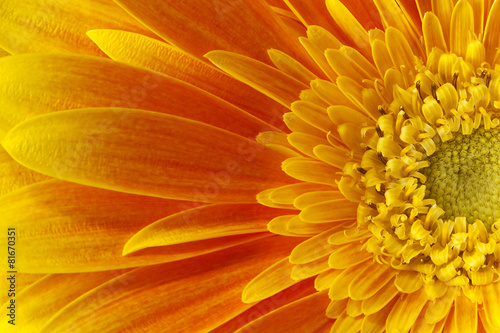 gerbera flower.