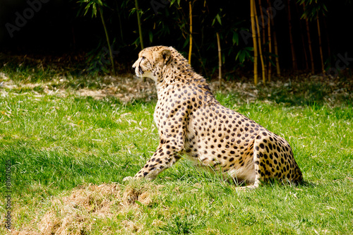 Cheetah on the lookout
