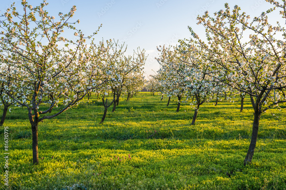 Blossoming apple garden