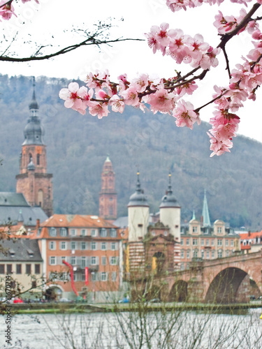 View of cherry blossoms in spring in Heidelberg, Germany photo