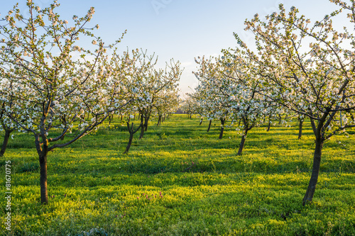 Blossoming apple garden