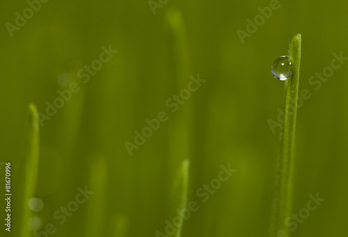 green grass with dew drops.