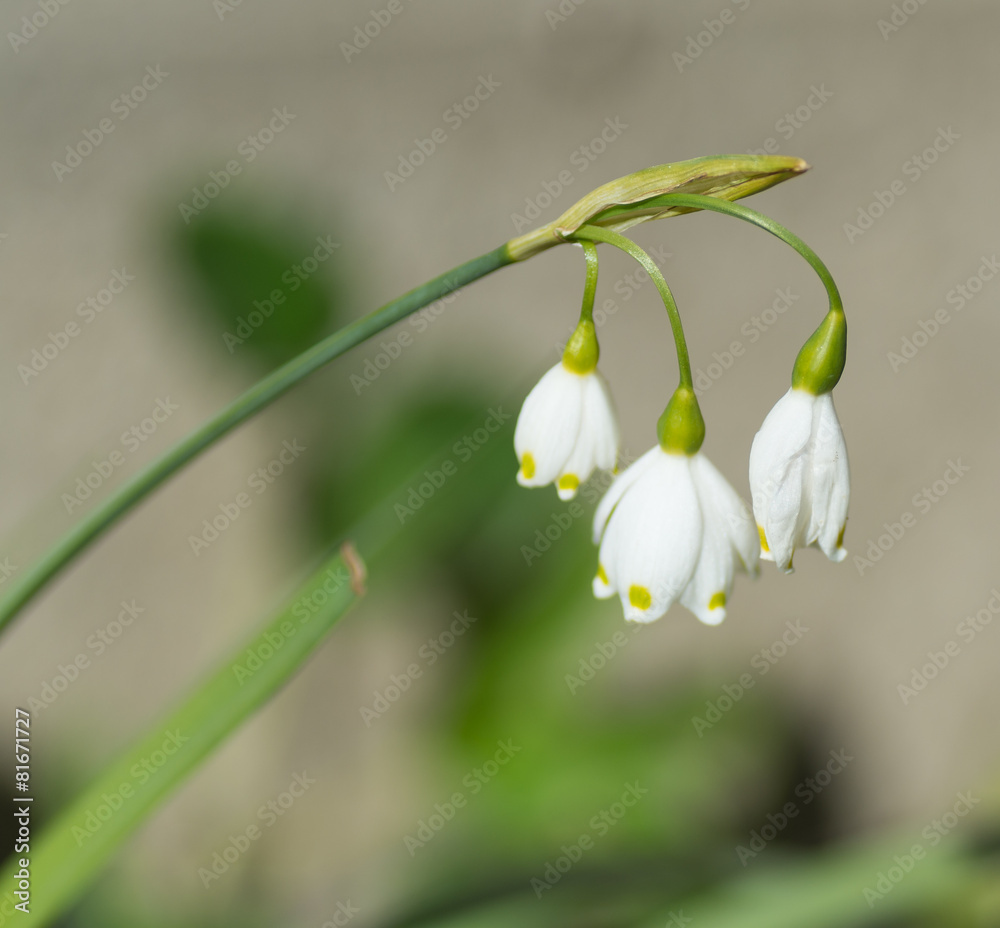 Perce-neige Perce-neige