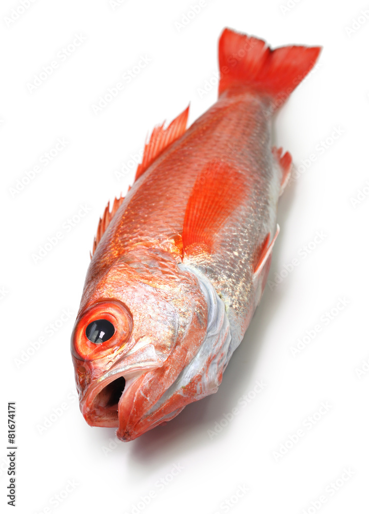 Blackthroat Seaperch Rosy Seabass Japanese High Class Fish Stock Photo Adobe Stock
