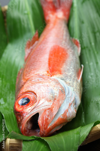 blackthroat seaperch, rosy seabass, japanese high class fish