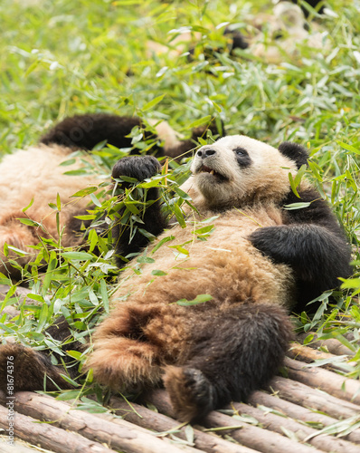 Fototapeta Naklejka Na Ścianę i Meble -  panda