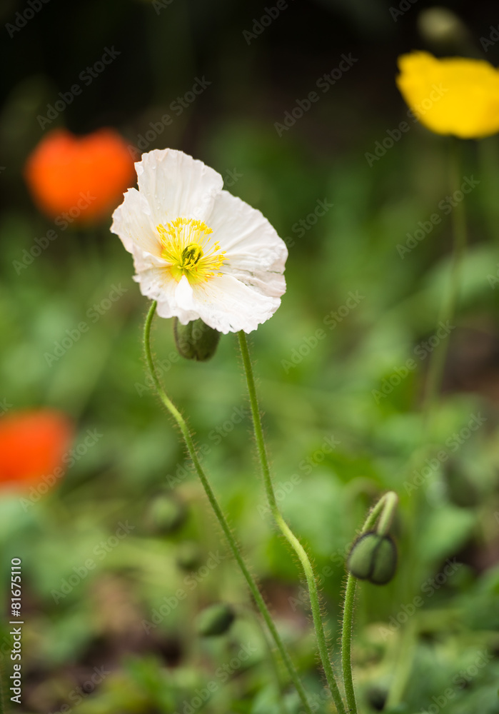 poppies poppies