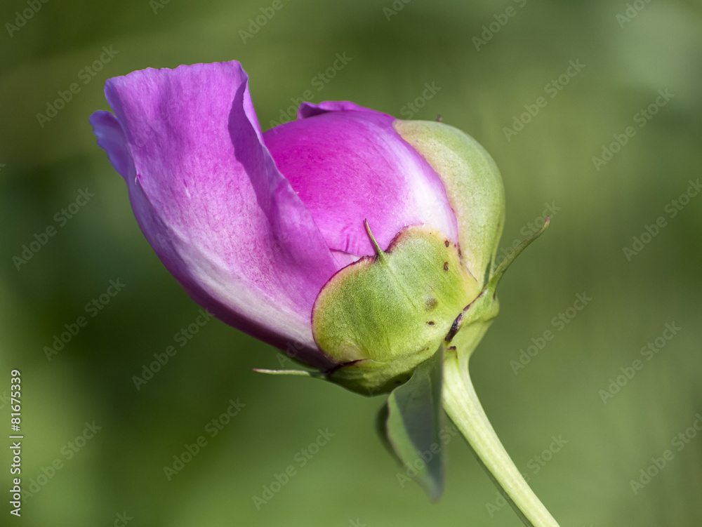Young pink peony Young pink peony