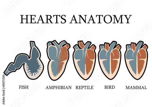 Comparison of cardiac anatomy of vertebrates. vector format photo