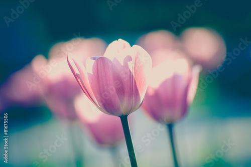 Photo tulips in garden