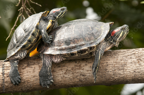 two turtles mating on tree trunk