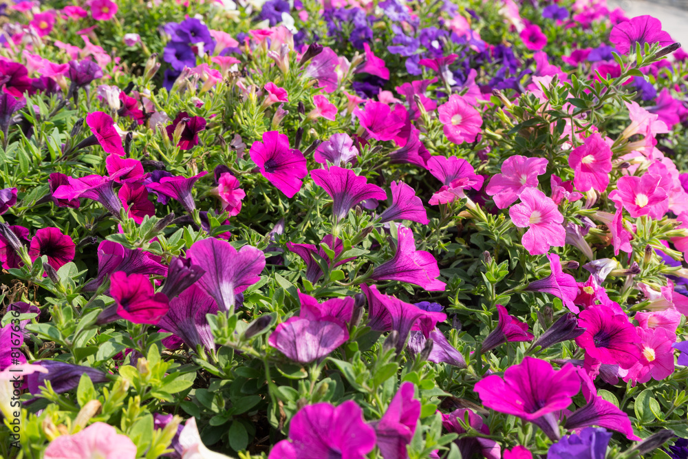 Colourful flower field