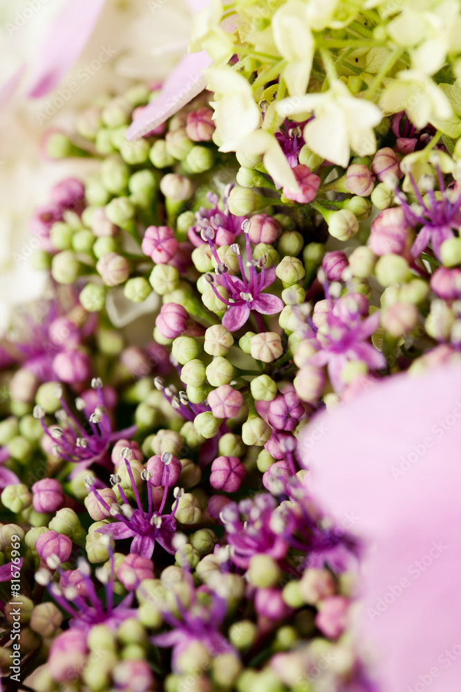 Bunch of beautiful hydrangea flowers in vase Bunch of beautiful hydrangea flowers in vase