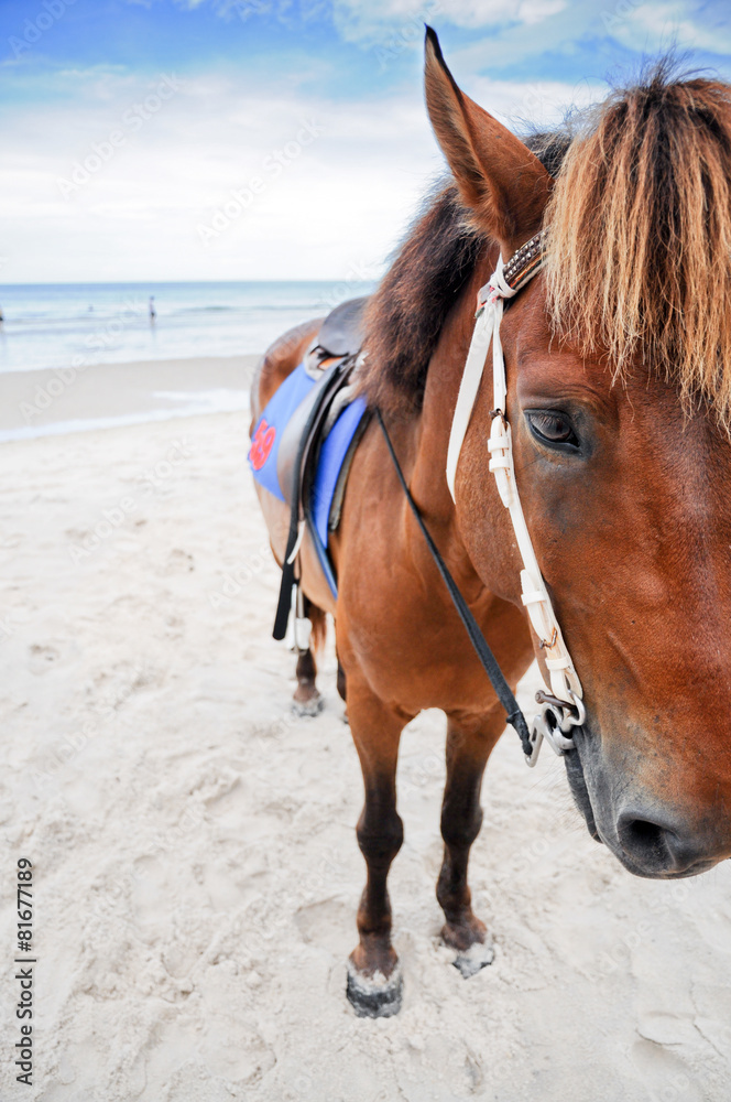 horse portrait on the beach , Hua-Hin ,Thailand