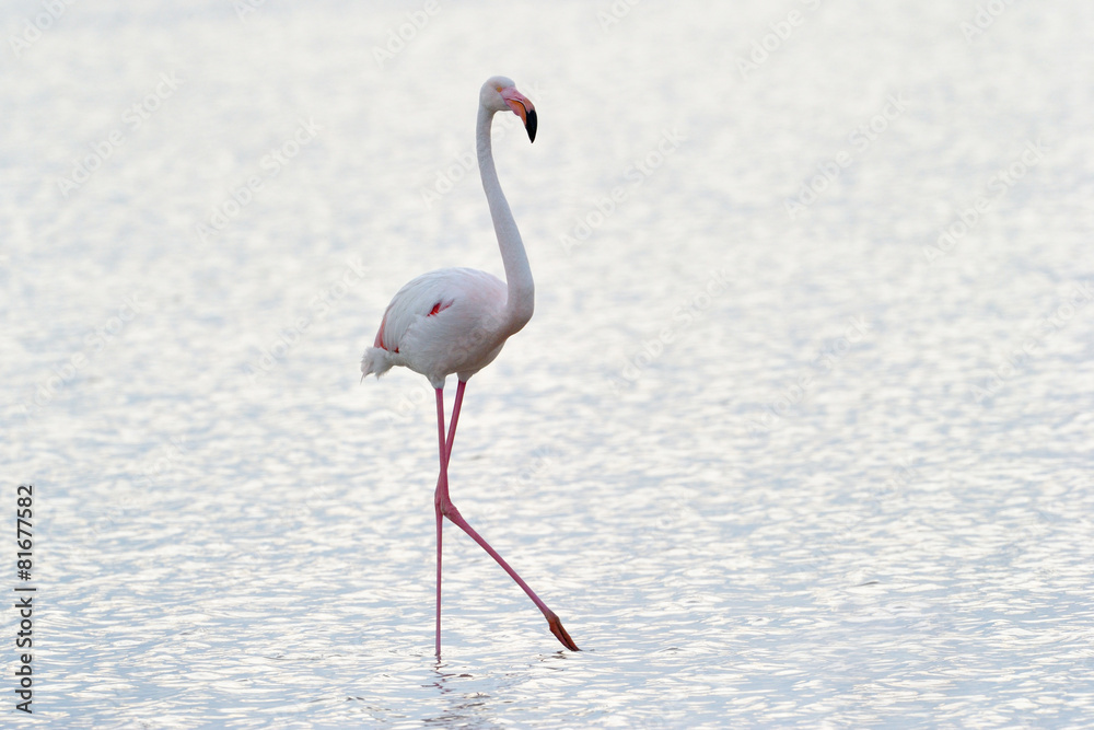 Fototapeta premium Greater Flamingo foraging in water lagune.
