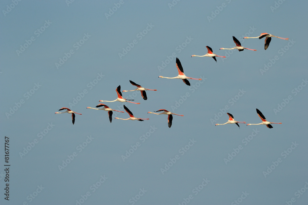 Obraz premium Group of Greater Flamingo flying in formation against blue sky.