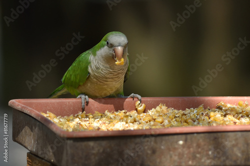 pappagallino verde photo