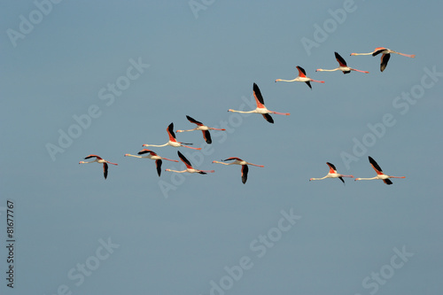 Group of Greater Flamingo flying in formation against blue sky.