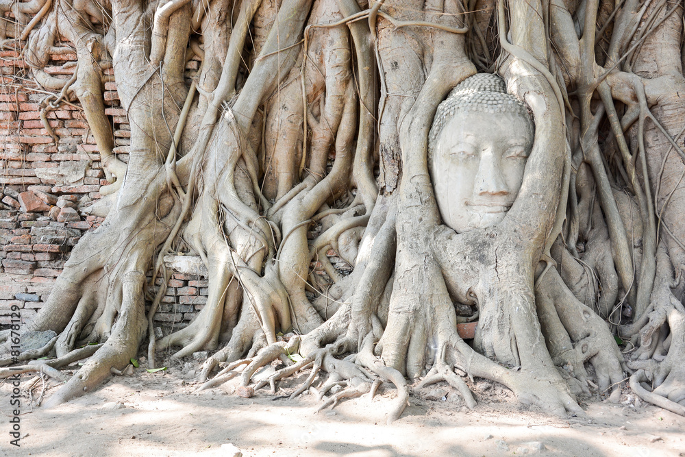 Head of Buddha statue in tree roots, Ayutthaya, Thailand Head of Buddha statue in tree roots, Ayutthaya, Thailand