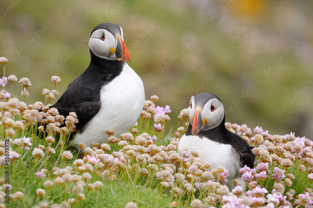 Obraz na plátně Two Atlantic Puffins together in pink thrift.