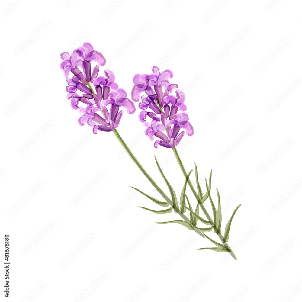 Lavender. Herb flower. Vector illustration