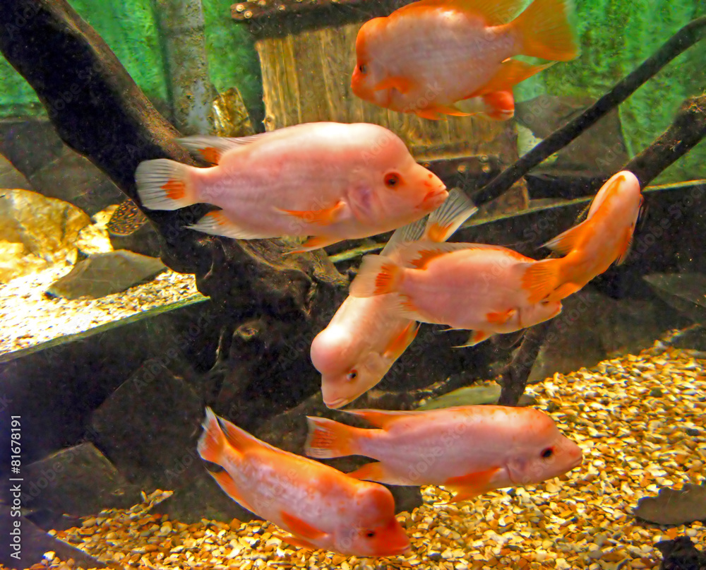 Obraz premium Pink Fish