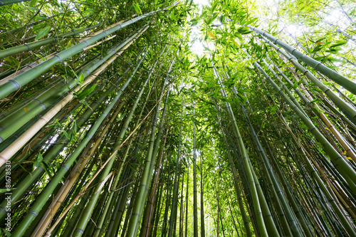 Bamboo Forest