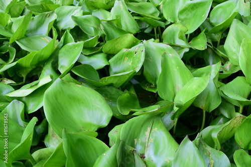 Eichhornia crassipes is commonly known as water hyacinth