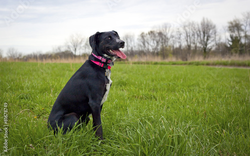 Φωτογραφία Grinning black dog in grassy dog