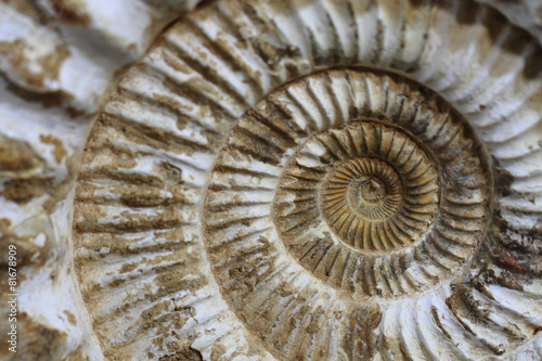 ammonites fossil background