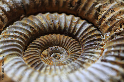ammonites fossil background