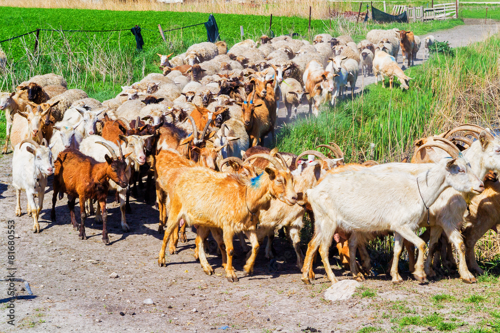 Obraz premium Flock of sheep on the move goes to pasture