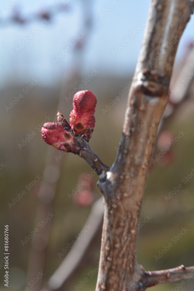 Fototapeta premium Knospe