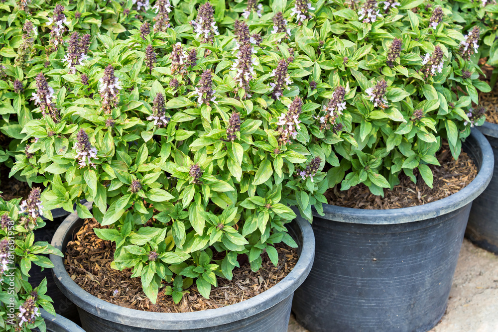 sweet basil sweet basil