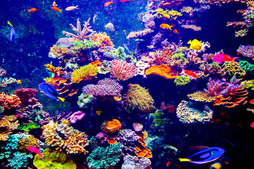 Foto auf Acrylglas Tauchen Singapur-Aquarium  © Goinyk