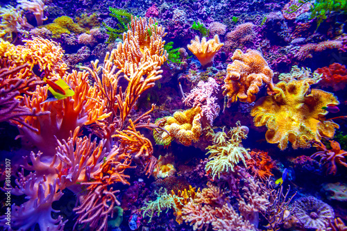 Coral Reef and Tropical Fish