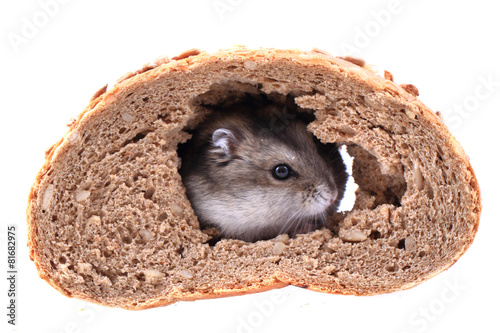 dzungarian mouse and the bread