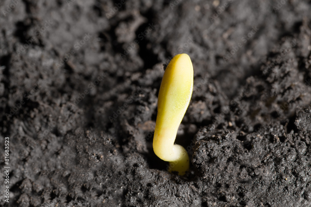Green sprout growing from groun Green sprout growing from groun