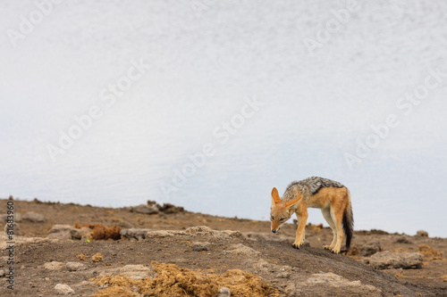 Schabrackenschakal (Canis mesomelas) photo