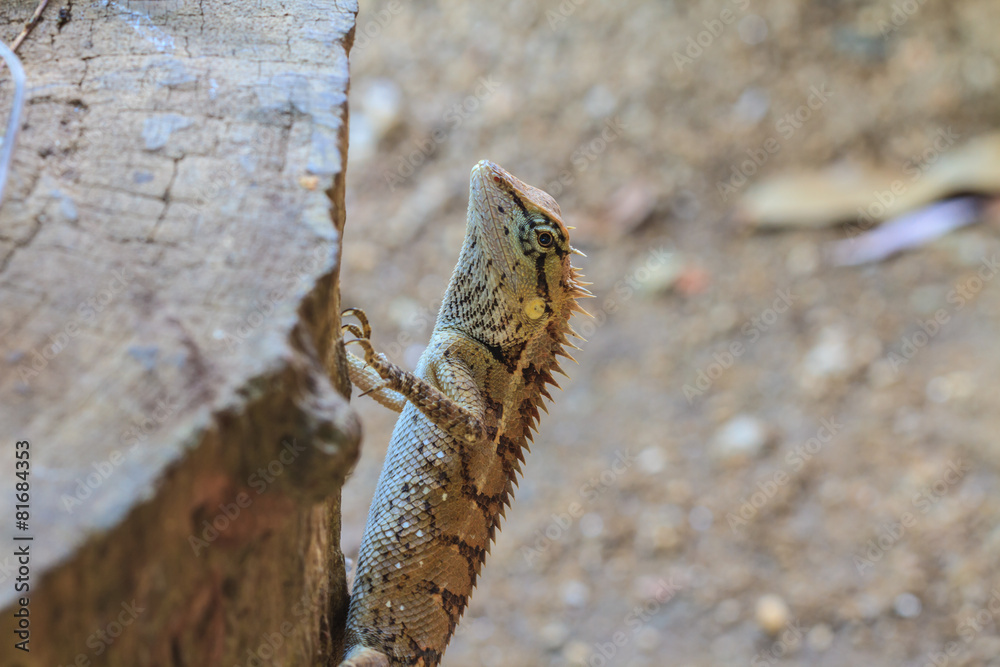 Obraz premium Greater spiny lizard