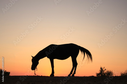 Horse silhouette