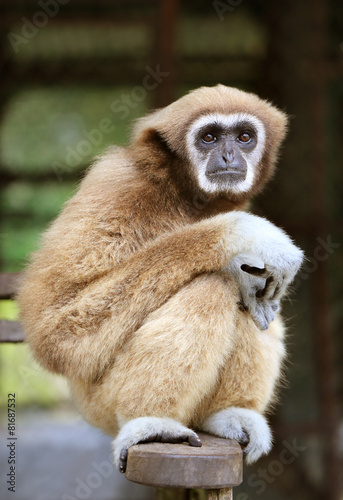 Photo fluffy monkey