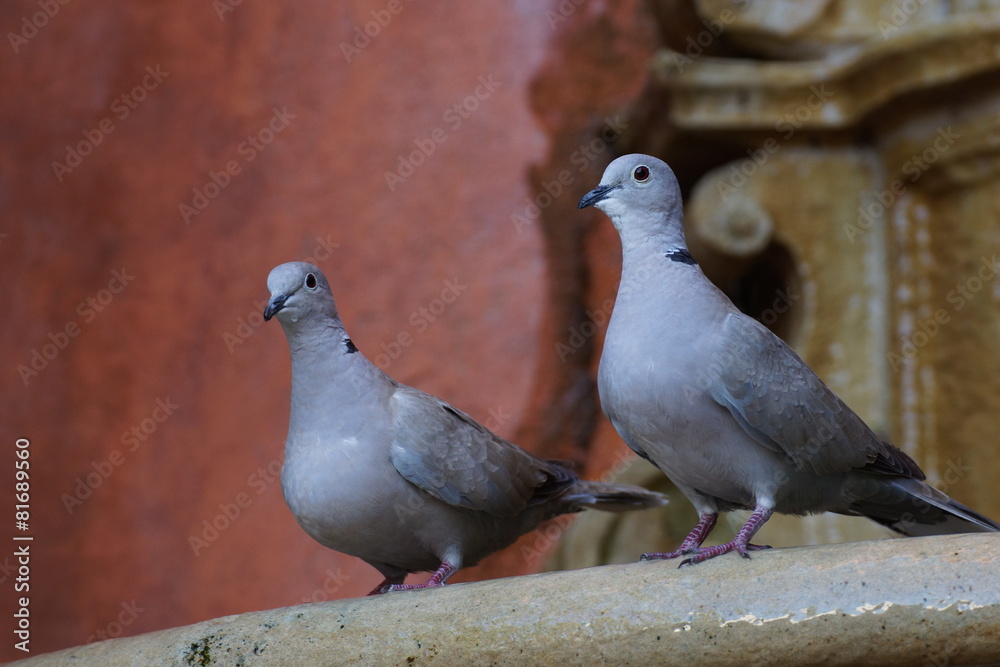 Fototapeta premium Taubenbrunnen, Brunnentauben