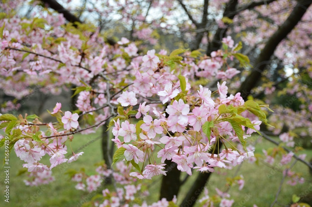 Kirschblüte im Kaiserpalast Garten von Tokio Kirschblüte im Kaiserpalast Garten von Tokio