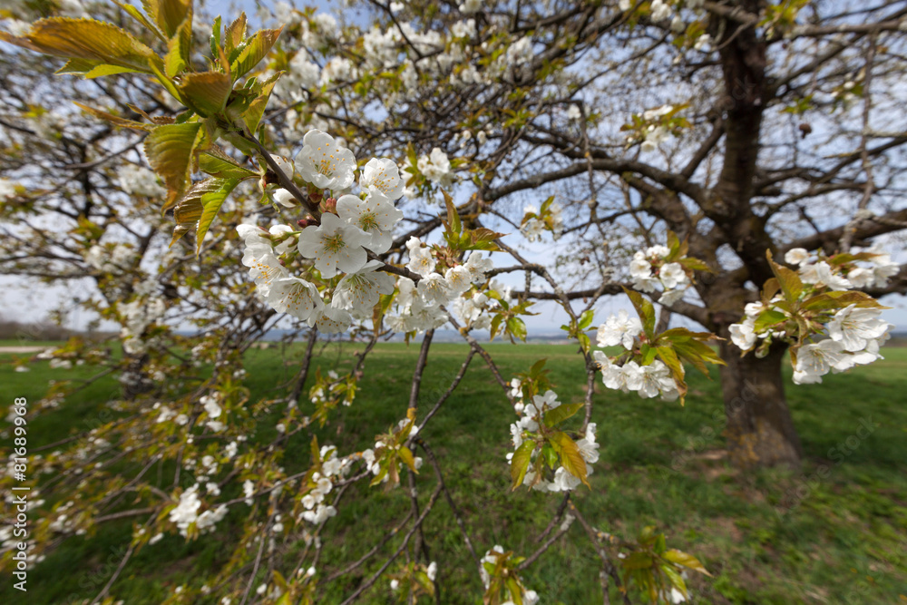 Viele Kirschblüten