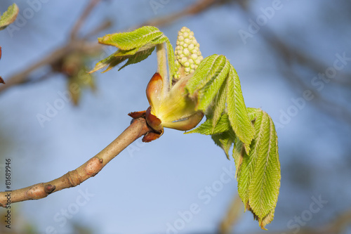 Chestnut leaves in early springtime