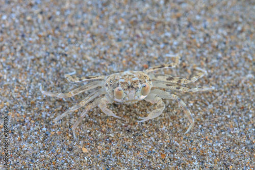 close up Ghost Crab