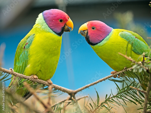 zwei Kanarienvögel