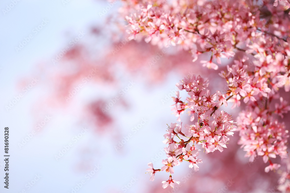 cherry blossom in spring time, sakura